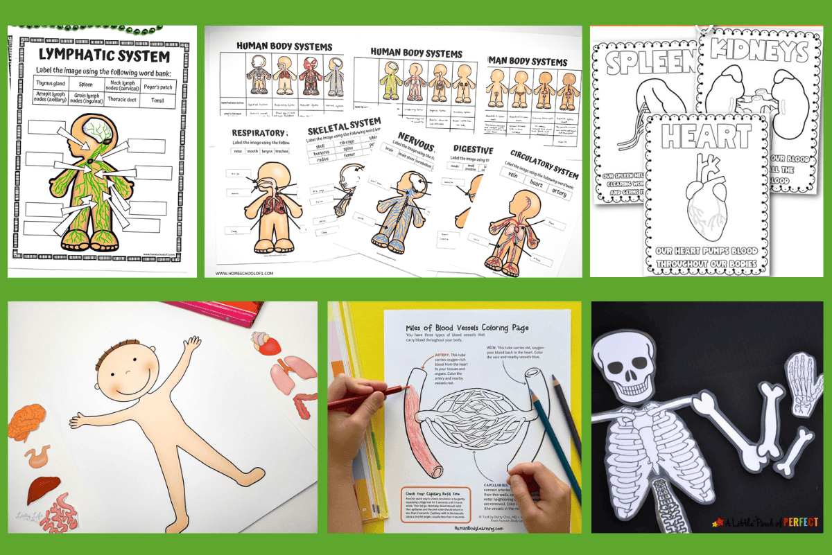 21 Human Anatomy Worksheets For Kids 21 Human Anatomy Worksheets For Kids