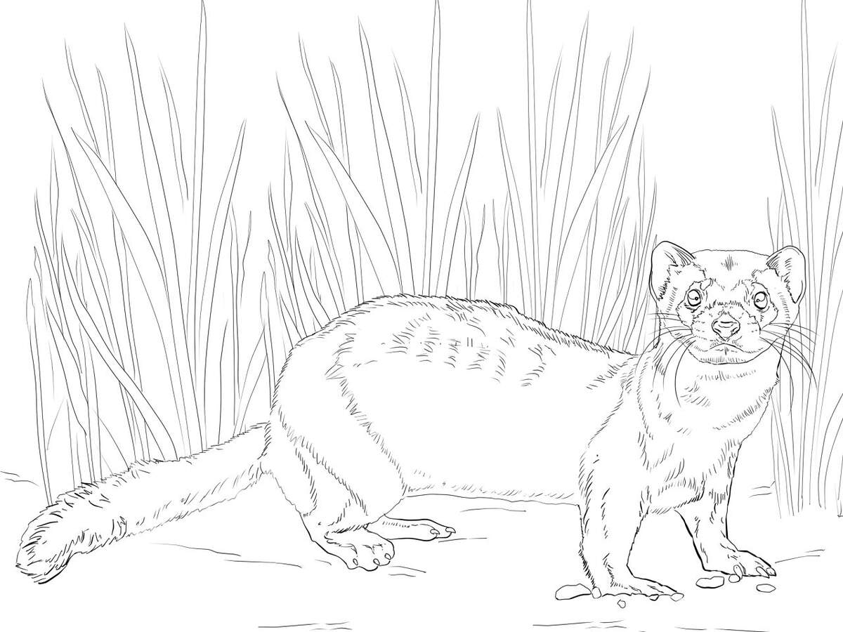 American Polecat Or Black Footed Ferret Coloring Page Free Printable