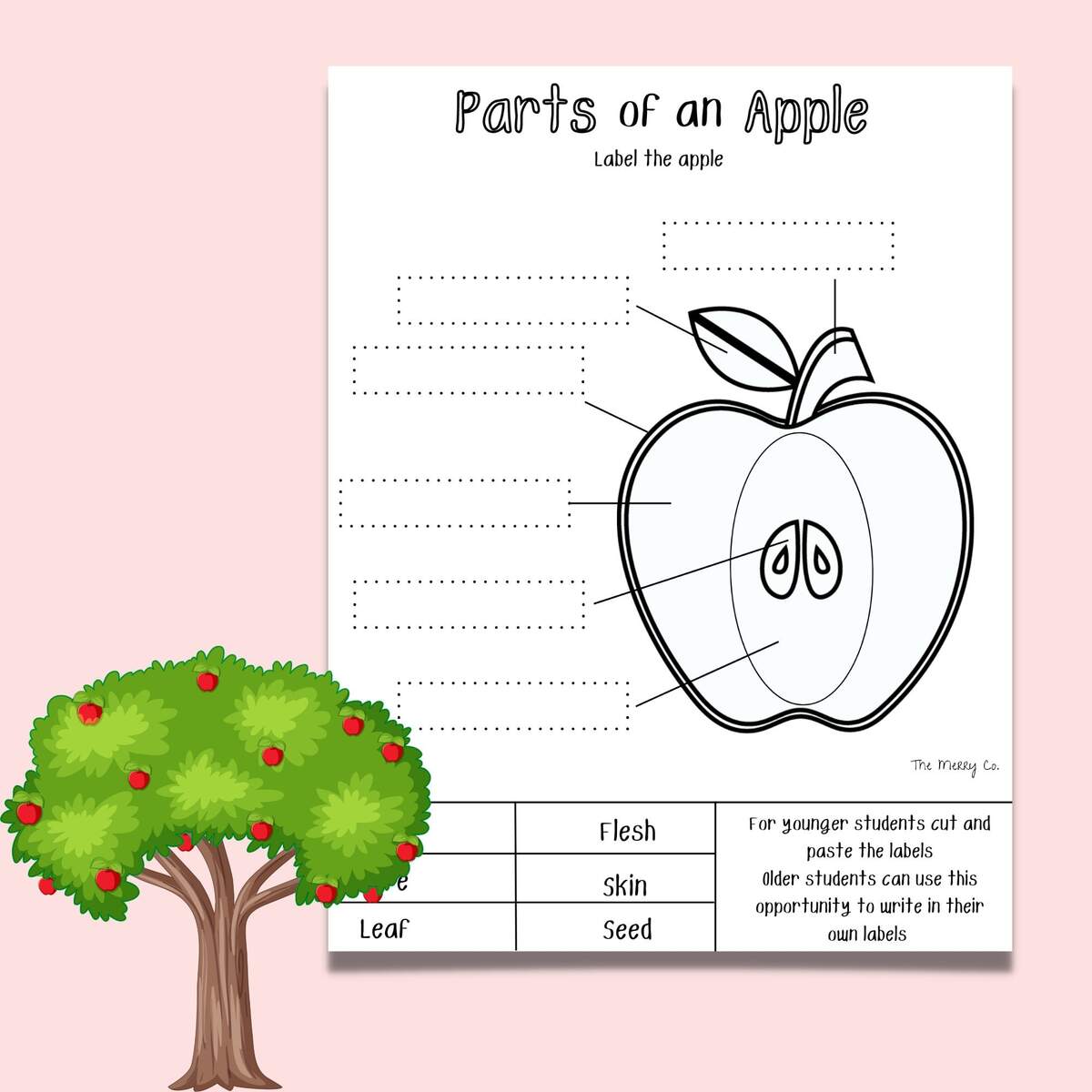 Apple Life Cycle Parts Of An Apple Kindergarten Curriculum Fall Activity For Kids Preschool Learning Printable Homeschool Worksheets Etsy Apple Life Cycle Worksheets Mamas Learning Corner