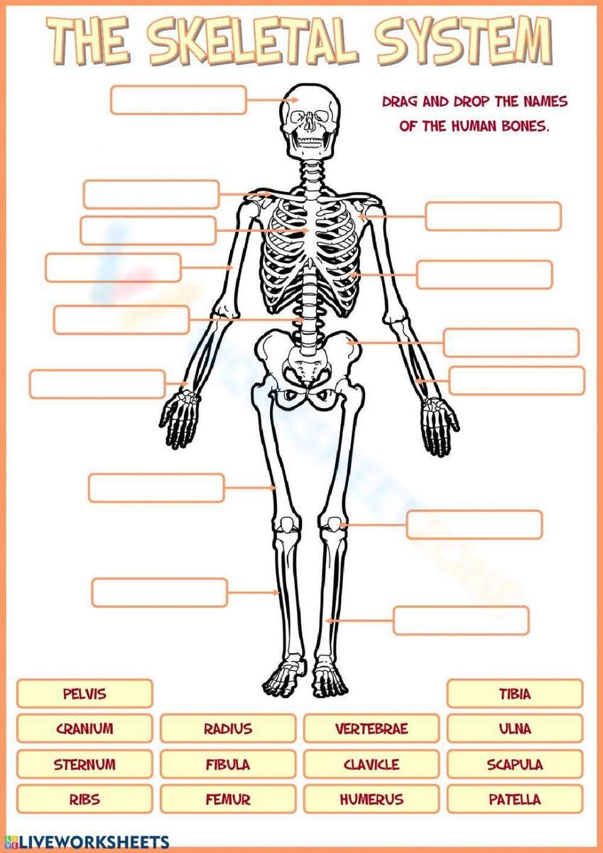 Bones Worksheets Bones Worksheets