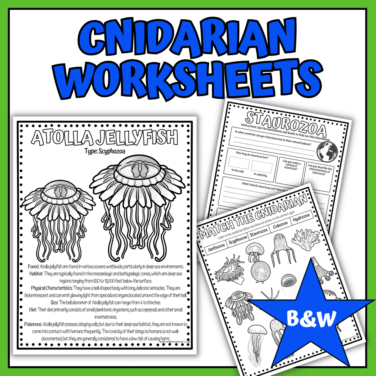 Cnidarians Jellyfish Worksheets