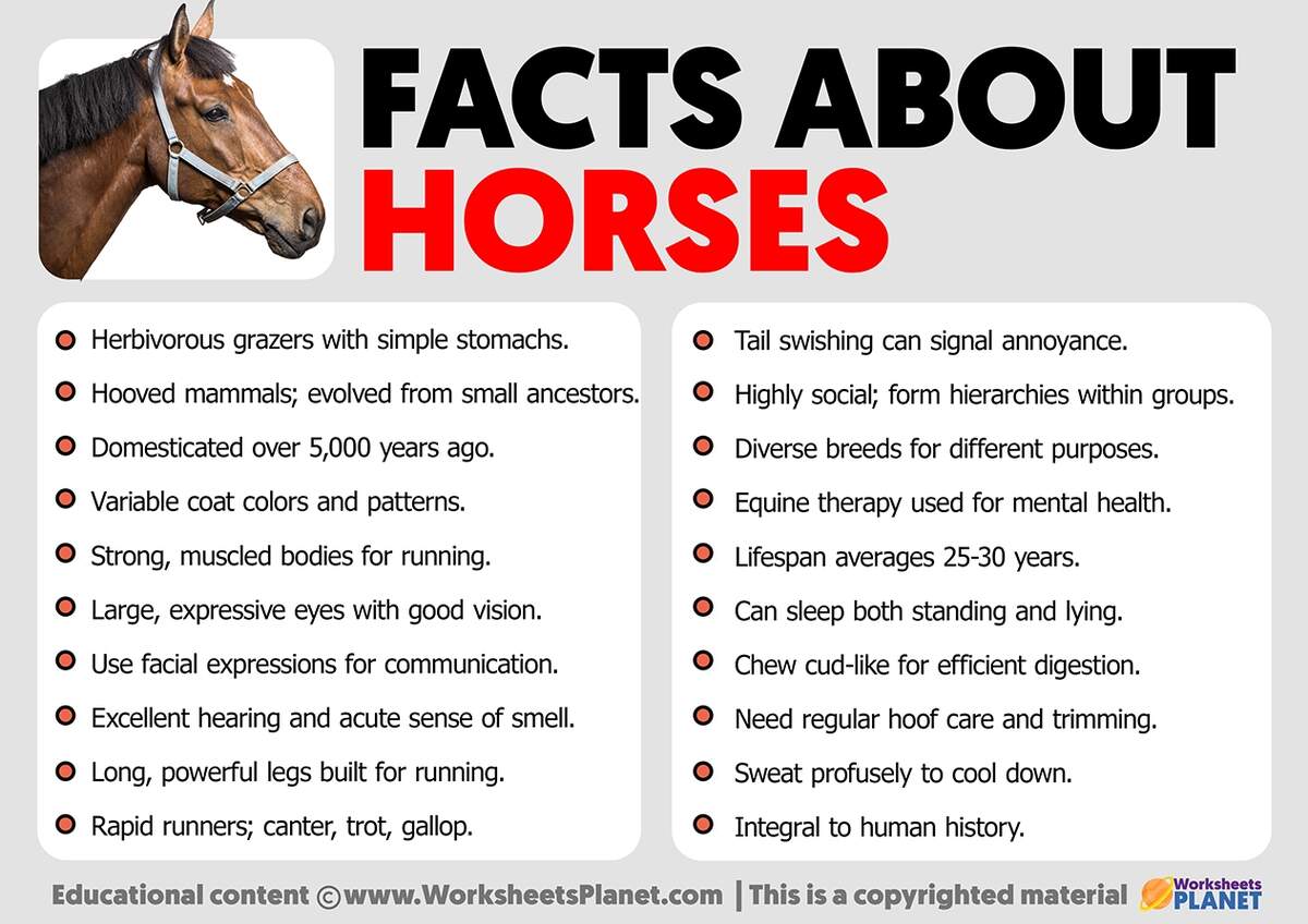 Facts About Horses Worksheets Library