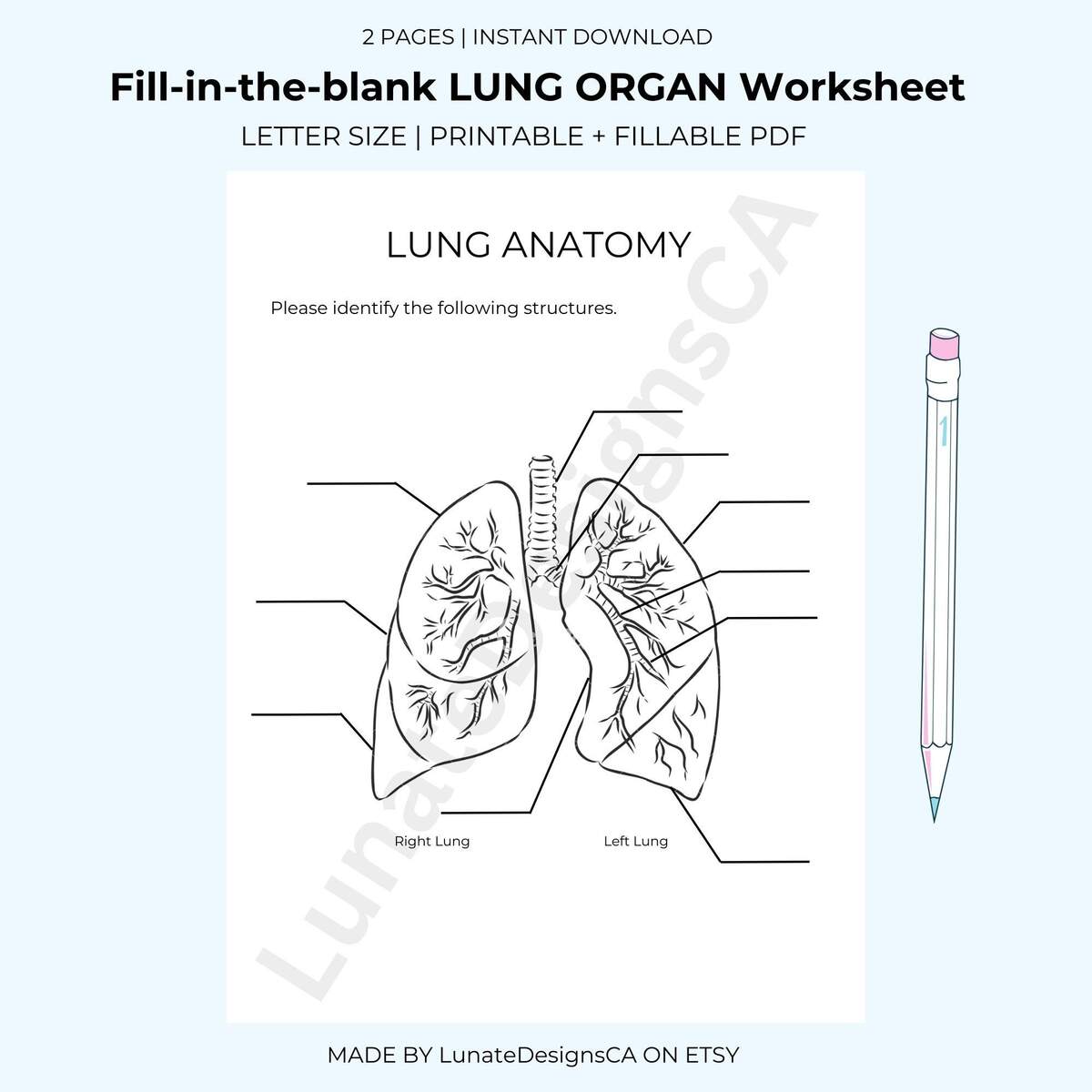 Fill In The Blank Anatomy Organ Worksheet LUNGS Answer Key Provided Student Study Resources And Tools For Science Nursing Students Etsy Fill In The Blank Anatomy Organ Worksheet LUNGS Answer Key Provided Student Study Resources And Tools For Science Nursing Students Etsy
