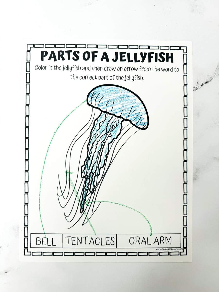 Free Parts Of A Jellyfish Worksheet