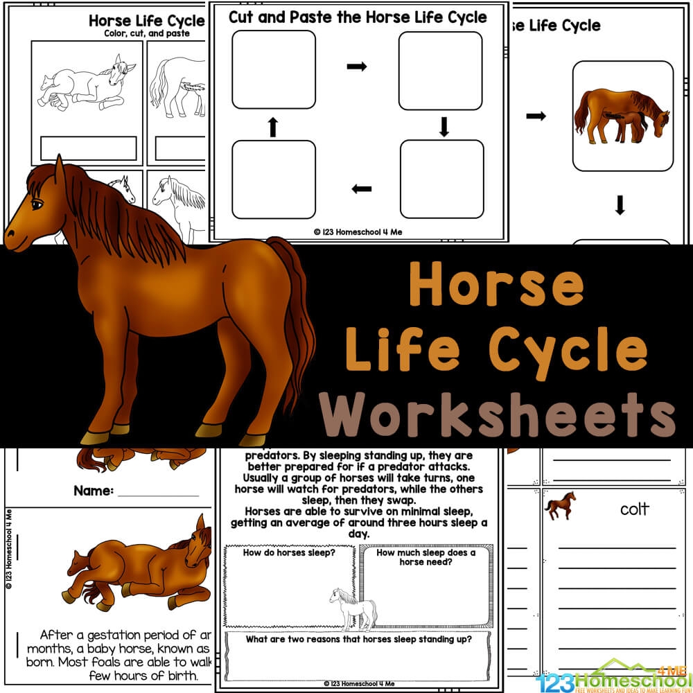 Using Horse Stories For A Horse Unit Study FREE Printable Worksheets StartsAtEight