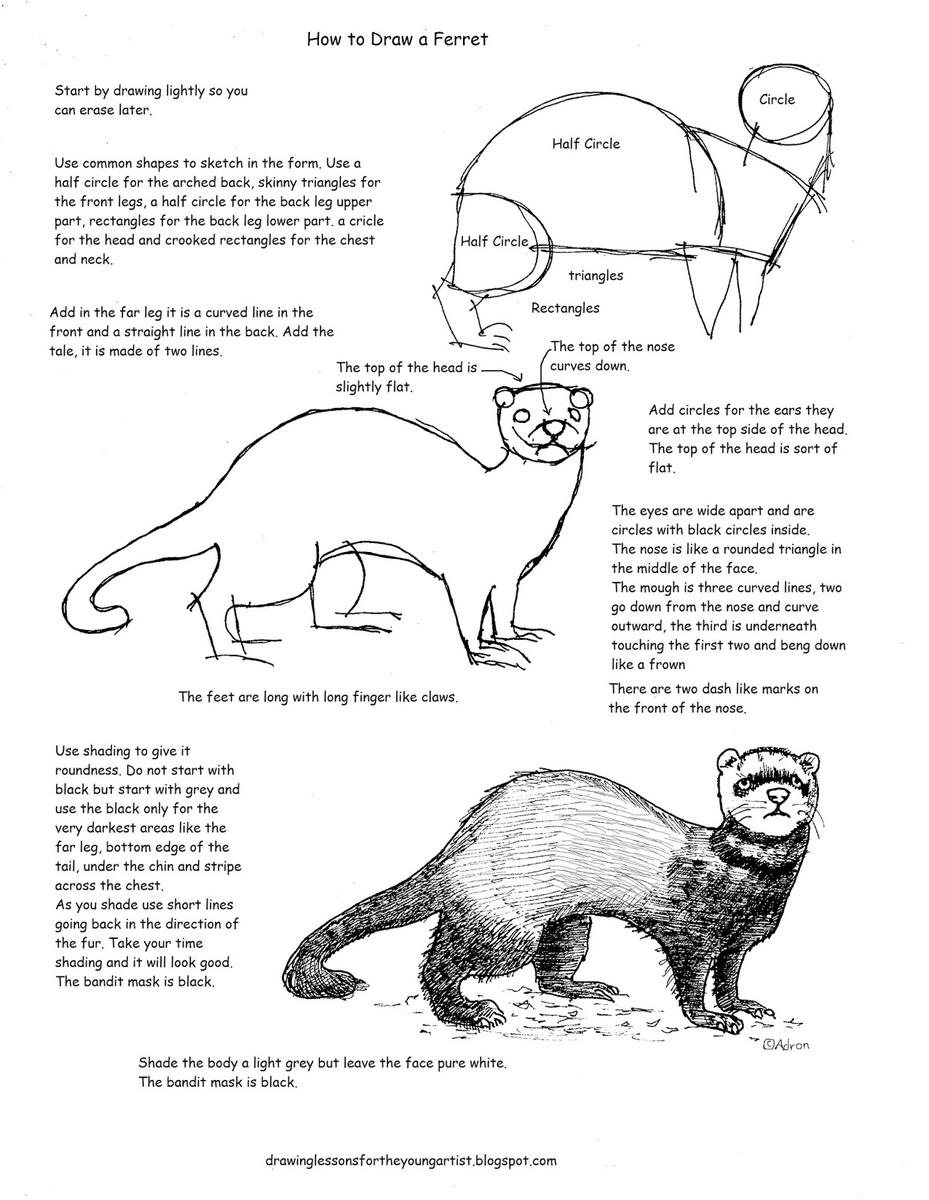 American Polecat Or Black Footed Ferret Coloring Page Free Printable