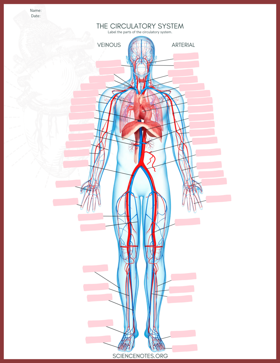 Human Anatomy Worksheets And Study Guides Anatomy Physiology Worksheet WordMint