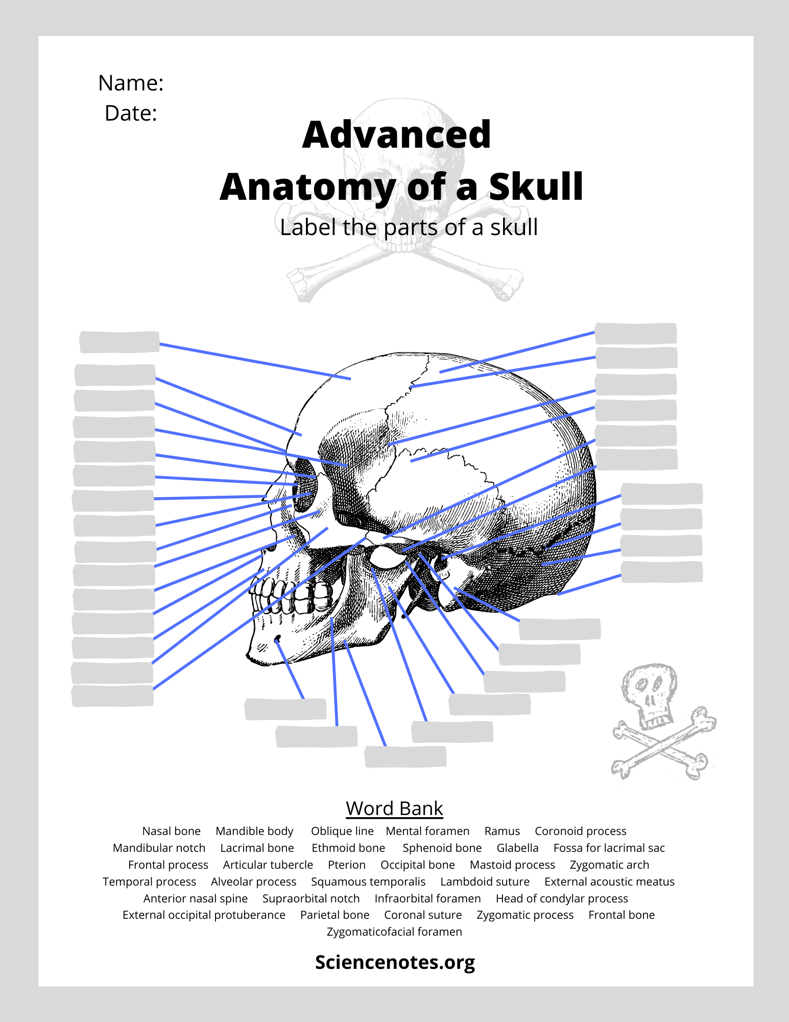 Human Anatomy Worksheets And Study Guides Human Anatomy Worksheets And Study Guides