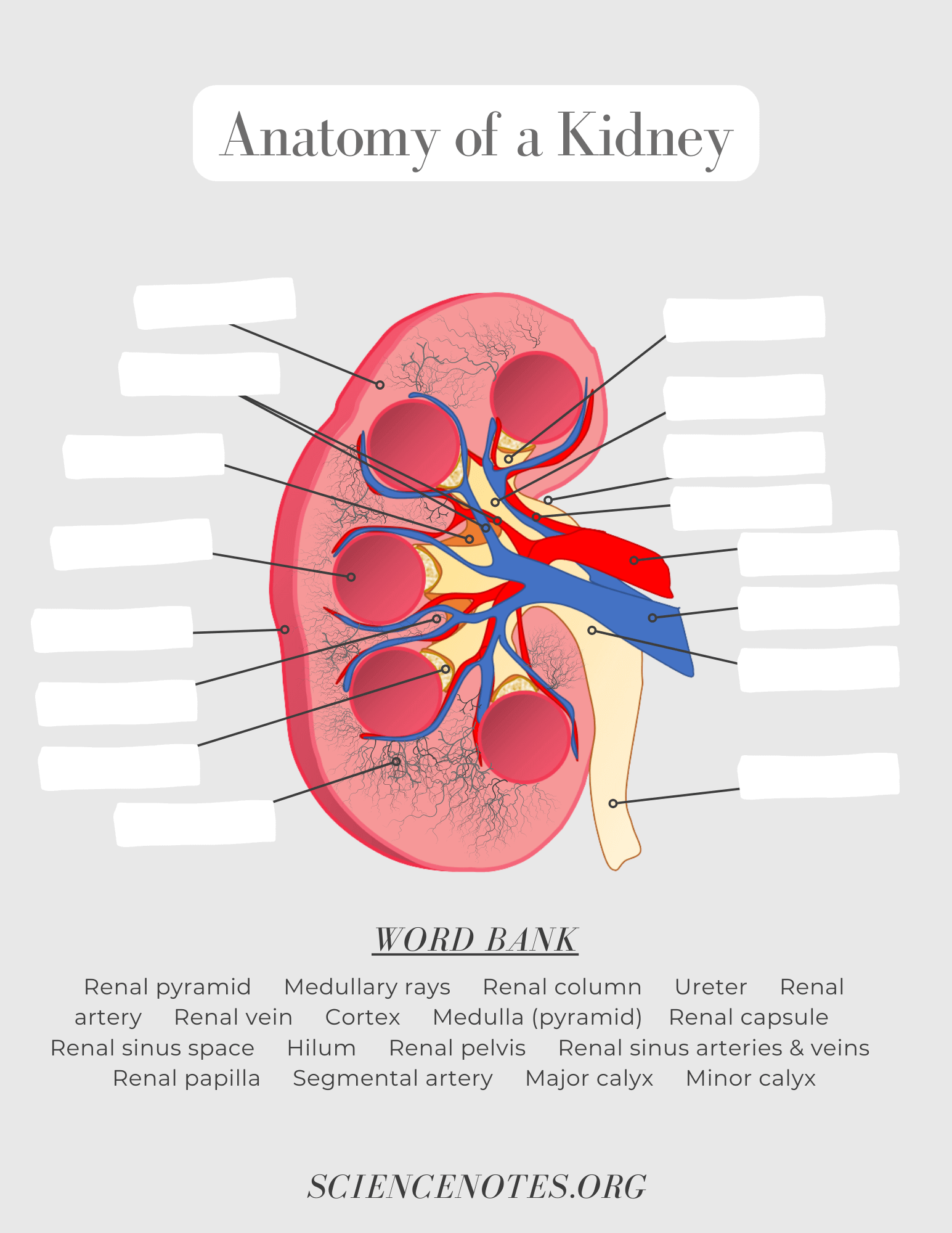 Anatomy Physiology Worksheet WordMint