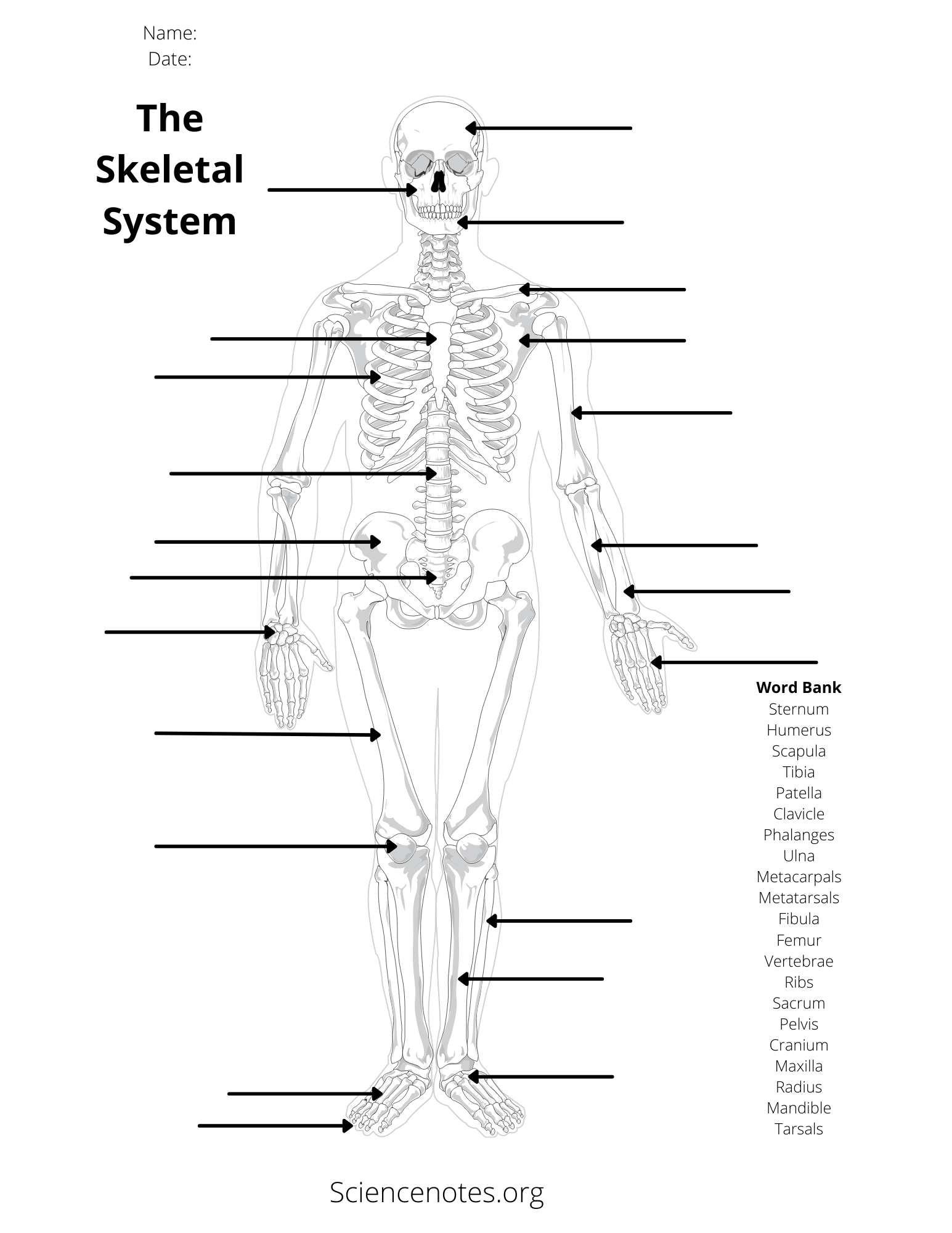 Science Grade 6 Body Systems Online Exercise For Worksheets Library