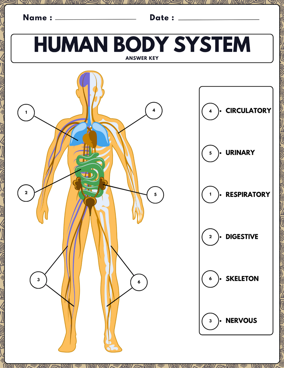 Human Body Systems Worksheets Labeling Coloring Word Search Fun Facts Teaching Resources Human Body Systems Worksheets Labeling Coloring Word Search Fun Facts Teaching Resources