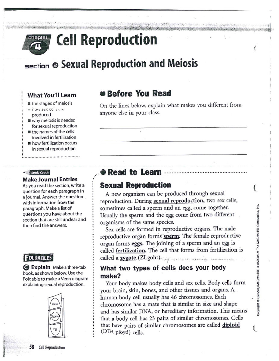 Meiosis Sexual Reproduction Chapter Insights Activities Studocu
