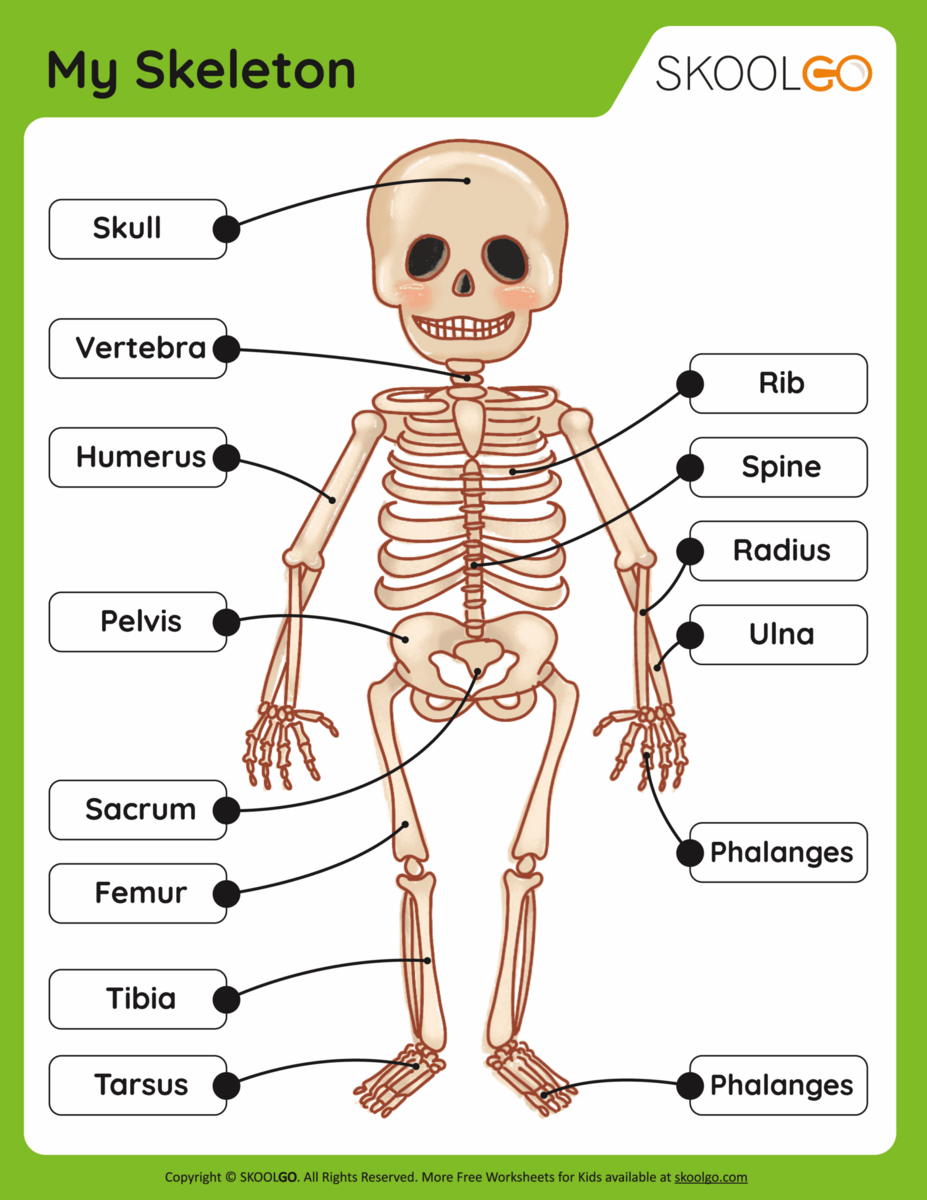 Skeleton System Worksheets Free Coloring Pages PDF Printables And Worksheets Lesson Tutor