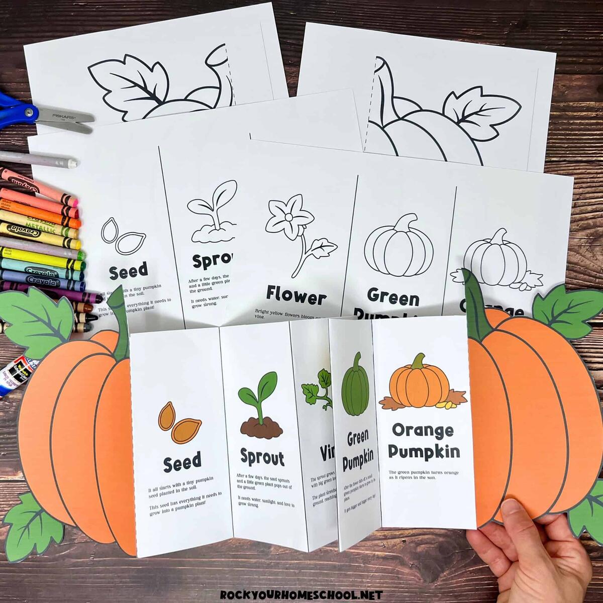 Printable Life Cycle Of A Pumpkin Printable Party Favors