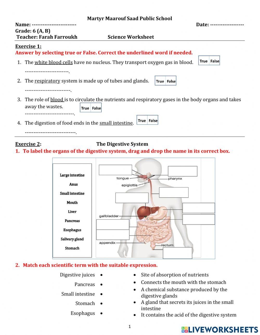 Science Grade 6 Body Systems Online Exercise For Worksheets Library
