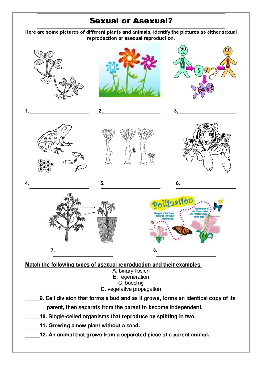 Asexual And Sexual Reproduction Worksheet Worksheets Library