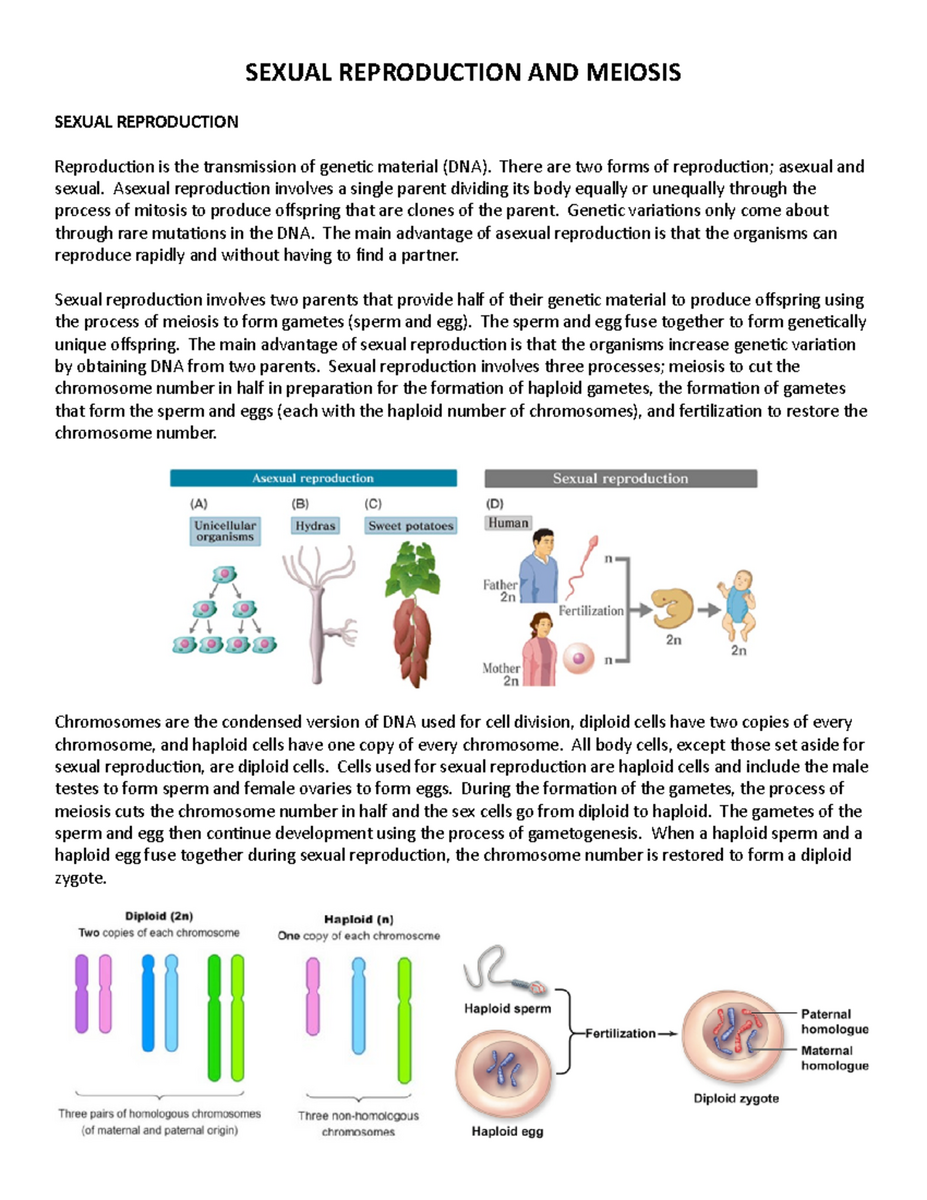 Sexual Reproduction Meiosis Lab Worksheet Instructions Bio 101 Studocu