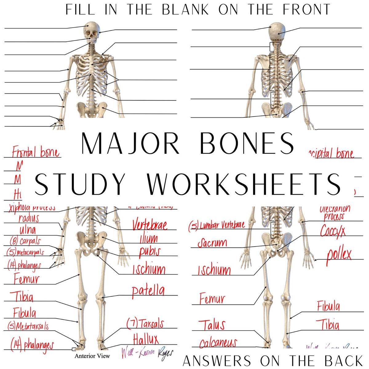 Skeletal System Major Bones Anatomy Physiology Study Worksheets Digital Download Anterior View Posterior View Etsy Human Skeleton Worksheet Vector Illustration Blank Educational Bone Scheme Stock Vector Illustration Of Diagram Body 157100658